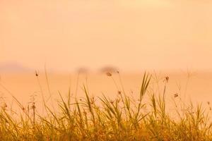 sfondo naturale astratto con erba nel prato e cielo arancione nella parte posteriore