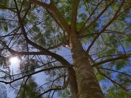 luce solare attraverso l'albero. il sole splende luminoso attraverso i rami storti di un maestoso albero verde. foto