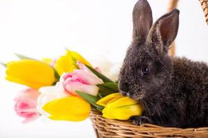 simpatico coniglio grigio seduto in un cesto con fiori di tulipani colorati su sfondo bianco. foto