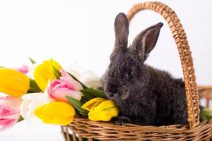simpatico coniglio grigio seduto in un cesto con fiori di tulipani colorati su sfondo bianco. foto