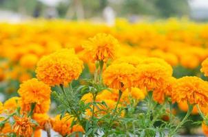 bellissimo fiore di calendula in giardino. foto