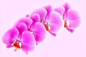 bella orchidea su sfondo rosa. phalaenopsis in fiore