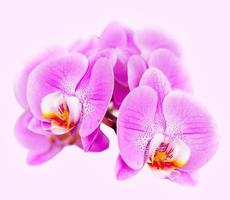 bella orchidea su sfondo rosa. phalaenopsis in fiore foto