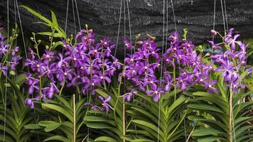 fila di fiori di orchidea aranda viola stanno sbocciando su vasi appesi con sfondo netto ombreggiato nero.