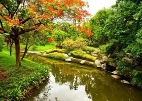 paesaggio bellezza natura nel parco chatuchak pubblico bangkok thailandia jpg foto