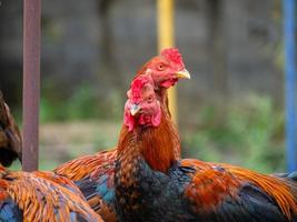 pollo e natura foto