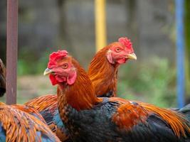 pollo e natura foto