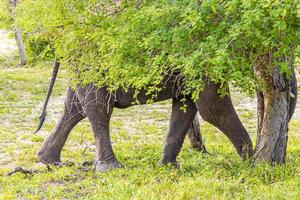 Big Five elefante africano Kruger National Park safari in Sud Africa. foto