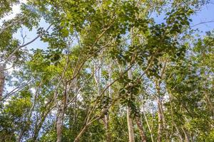 piante tropicali nella foresta naturale della giungla playa del carmen messico. foto