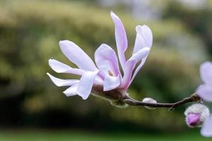 fioritura di magnolia rosa foto