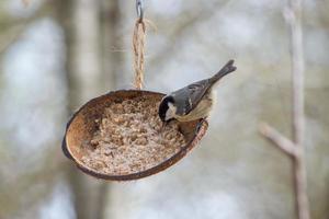 cincia del carbone che mangia da un guscio di noce di cocco foto