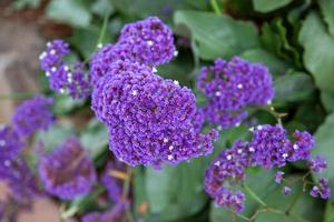 giardino statico che cresce e fiorisce in california foto