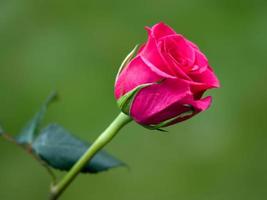 vista ravvicinata di una rosa ibrida rosa t