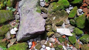 muschio puntaspilli leucobryum glaucum cresce sulle rocce. la foto è stata scattata a cirebon west java indonesia