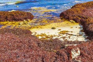 spiaggia molto disgustosa di alghe rosse sargazo playa del carmen messico. foto