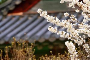 prugna fiore di primavera, un fiore di prugna in fiore foto