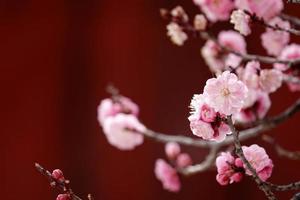 prugna fiore di primavera, un fiore di prugna in fiore foto