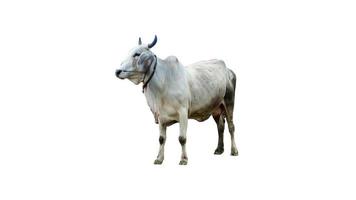 mucca isolata su sfondo bianco con tracciato di ritaglio foto