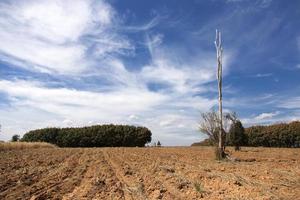 campo di paesaggio e montagna foto