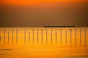 paesaggio di gabbiani che volano durante il tramonto la sera. foto