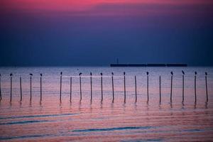 paesaggio di gabbiani che volano durante il tramonto la sera. foto