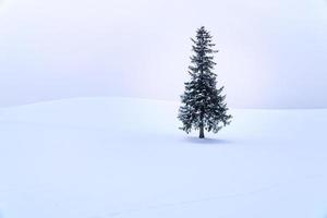 albero di pino da solo miglior viaggiatore di destinazione biei, hokkaido, giappone. foto