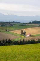 campo di fattoria naturale in mattinata con nebbia in estate biei hokkaido giappone foto