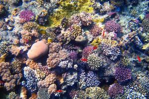 colorata barriera corallina foto