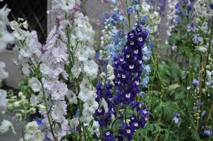 sfondo di fiori e piante foto