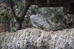 animale rettile lucertola foto