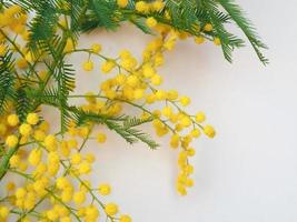 mimosa sc. nome acacia dealbata fiore giallo foto