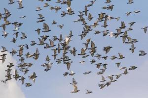 gregge di piccione viaggiatore che vola contro il cielo blu chiaro foto