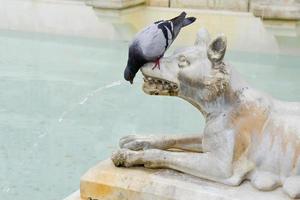 Siena, Toscana, Italia, 2013. piccione che beve dalla bocca di un lupo nella piazza principale foto