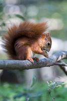 scoiattolo rosso eurasiatico foto