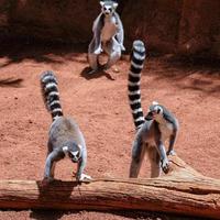 fuengirola, andalucia, spagna, 2017. lemuri dalla coda ad anelli al bioparco foto