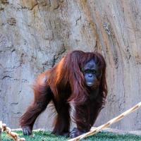 fuengirola, andalucia, spagna, 2017. orangutan al bioparco foto