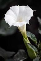 datura inoxia fiore bianco a tromba foto