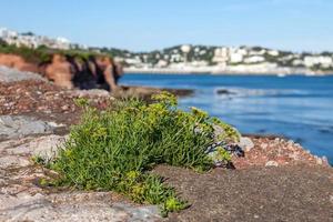 peters crescione che cresce sulle scogliere a broadsands devon foto