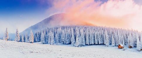 alberi del paesaggio invernale nel gelo foto