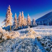 albero coperto di neve inverno magico foto