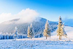 albero coperto di neve inverno magico