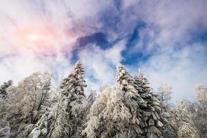 alberi del paesaggio invernale nel gelo foto