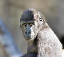 un ritratto faccia a faccia di un giovane maschio gorilla.
