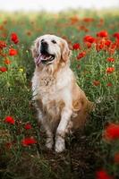 cane labrador retriever. cane da riporto dorato sull'erba. adorabile cane in fiori di papavero. foto