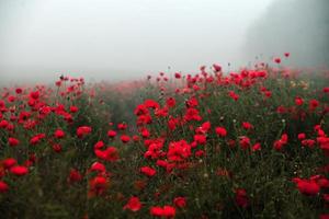 bellissimo campo di papaveri rossi nella luce del tramonto. primo piano di fiori di papavero rosso in un campo. sfondo di fiori rossi. natura meravigliosa. paesaggio. romantici fiori rossi. foto