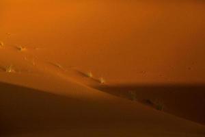 bellissime dune di sabbia nel deserto del Sahara in Marocco. paesaggio in africa nel deserto. foto