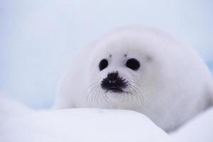 piccolo di foca foto