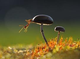 formica su un fungo