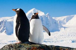 due pinguini che sognano
