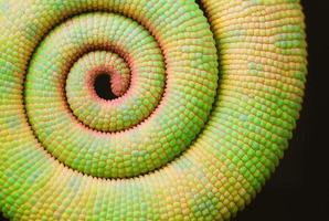 spirale (coda di camaleonte) foto